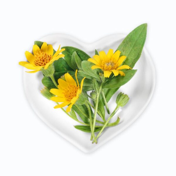 Arnica concentrado