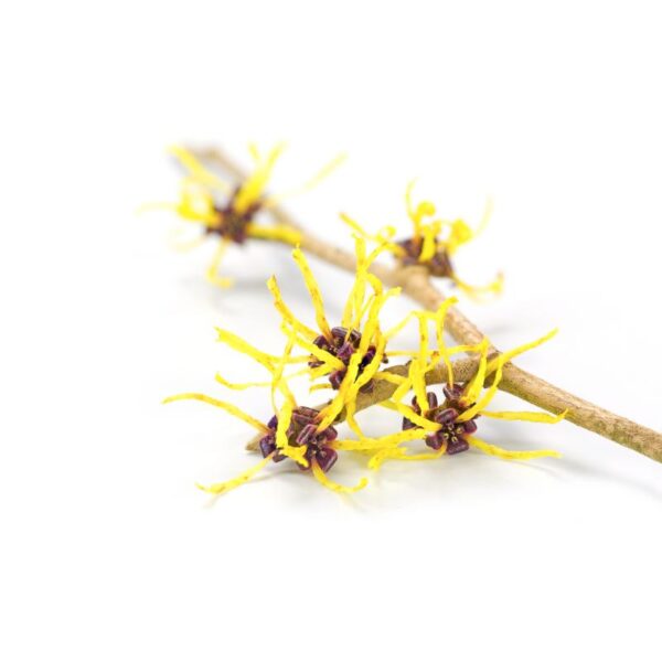 Hamamelis