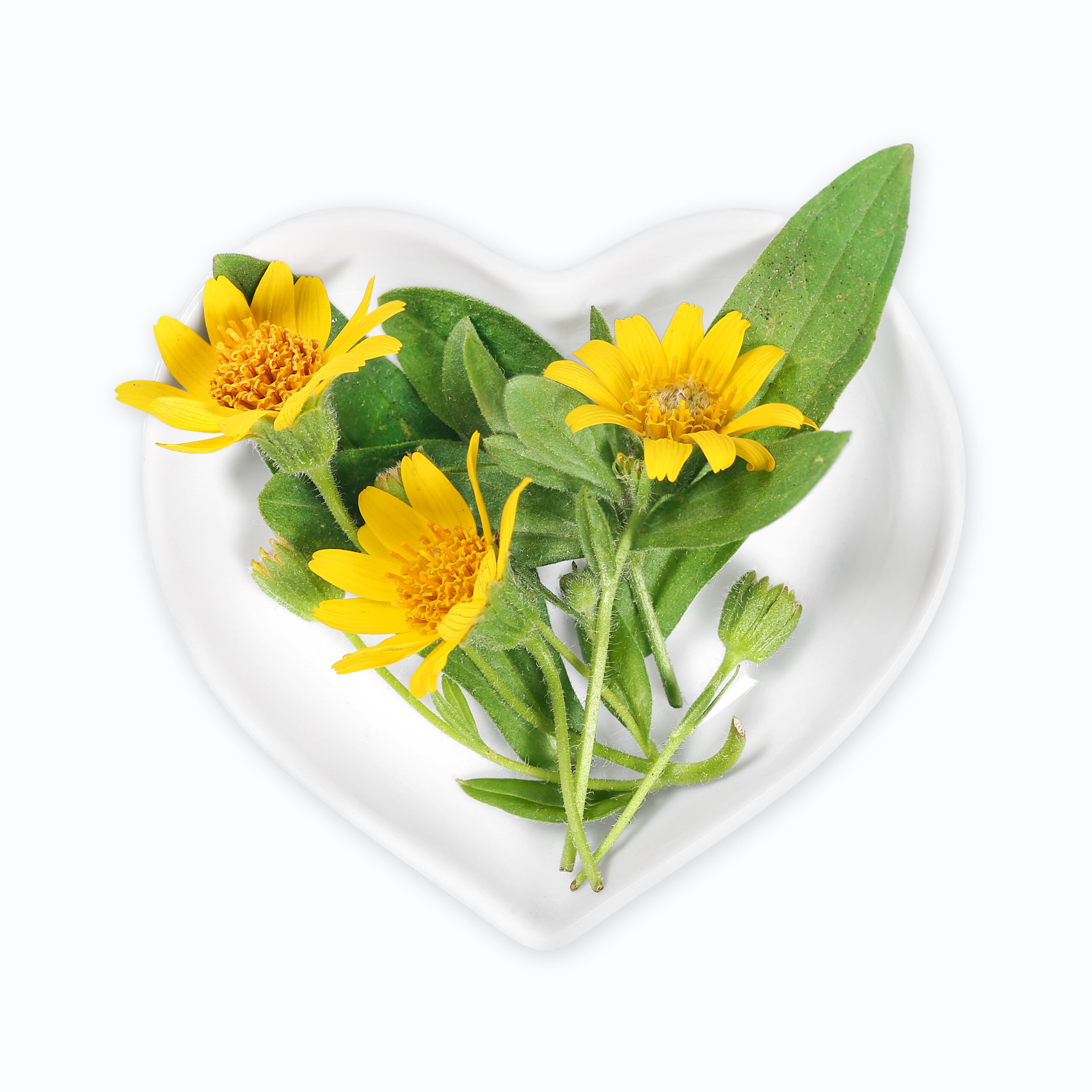 Arnica